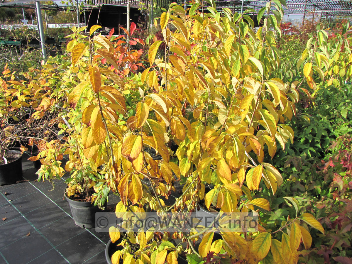 Halesia carolina - gelbe Herbstfaerbung.JPG